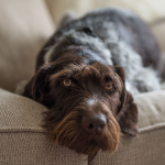 Wired haired German pointer dog, laying on a comfortable couch.