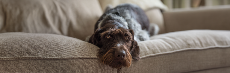 Wired haired German pointer dog, laying on a comfortable couch.